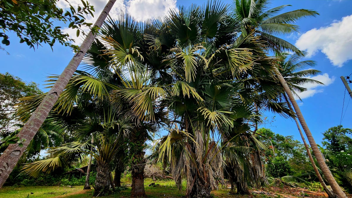 Young leaf shoots from buri palms are harvested for saguran.